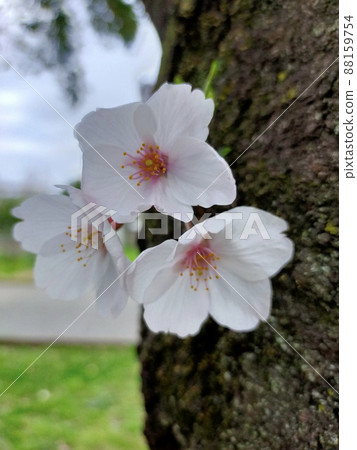 Three cherry blossom petals growing in the middle of the tree Three cherry blossom petals growing in the middle of the tree 88159754