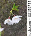 Two downward cherry blossom petals growing in the middle of the tree 88159755