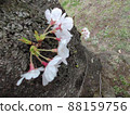 Cherry blossoms over cherry blossoms 88159756