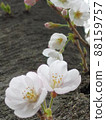 Cherry blossoms and buds taken from under the tree 88159757