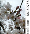 Eight-minute cherry blossoms and buds with a slight sunlight in the background 88159758
