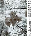 Pretty cherry blossoms taken from an angle looking up at the sky 88159759