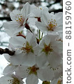 Cherry blossoms in full bloom where insects are likely to come near 88159760