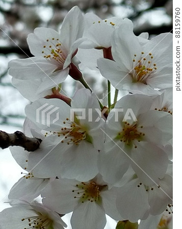 櫻花盛開,昆蟲可能靠近 櫻花盛開,昆蟲可能靠近 88159760