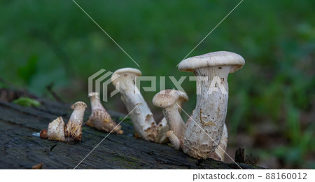 mushroom in the natural environment in the forest mushroom in the natural environment in the forest 88160012