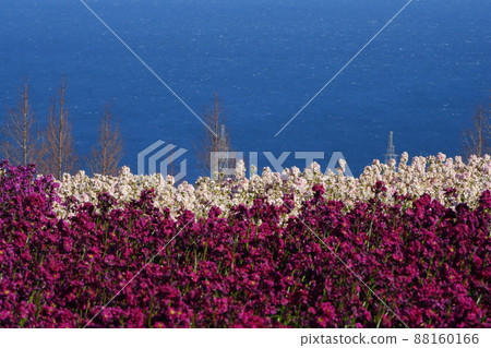 淡路島花淺的風景 淡路島花淺的風景 88160166