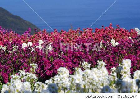 淡路島花淺的風景 淡路島花淺的風景 88160167