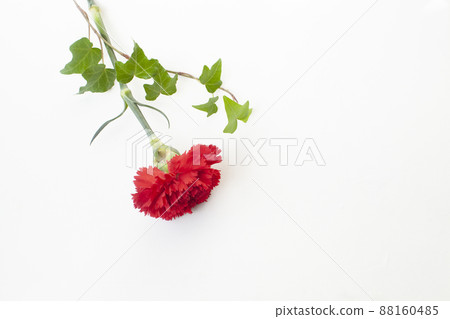 紅色康乃馨和常春藤 紅色康乃馨和常春藤 88160485