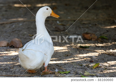 The white duck in summer at farm thailand The white duck in summer at farm thailand 88160660
