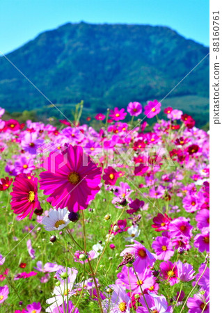 Cosmos of Kamisugata Park (Niigata Prefecture) Cosmos of Kamisugata Park (Niigata Prefecture) 88160761