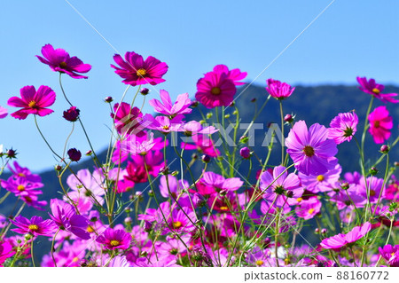 Cosmos of Kamisugata Park (Niigata Prefecture) 88160772