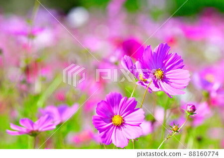 Cosmos of Kamisugata Park (Niigata Prefecture) 88160774