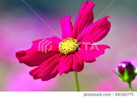 Kamisugata公園（新潟縣）的宇宙 88160775