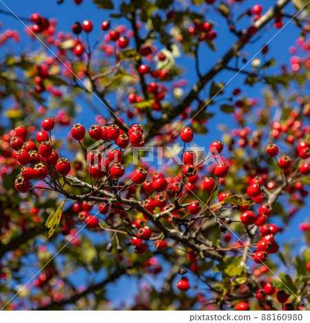 Branch of ripe hawthorn at sunny autumn day, close up 88160980