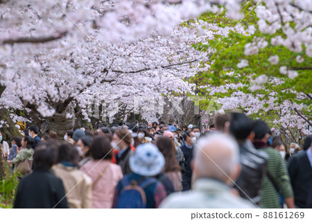 Tokyo cityscape in Japan Chidorigafuchi, where the cherry blossoms are in full bloom and crowded with many cherry blossom viewing visitors, even the elderly ... = March 28 Tokyo cityscape in Japan Chidorigafuchi, where the cherry blossoms are in full bloom and crowded with many cherry blossom viewing visitors, even the elderly ... = March 28 88161269