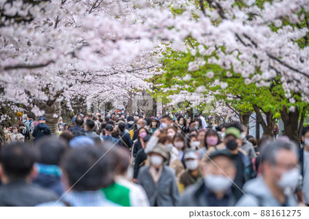 Tokyo cityscape in Japan Chidorigafuchi, where the cherry blossoms are in full bloom and crowded with many cherry blossom viewing visitors, even the elderly ... = March 28 Tokyo cityscape in Japan Chidorigafuchi, where the cherry blossoms are in full bloom and crowded with many cherry blossom viewing visitors, even the elderly ... = March 28 88161275