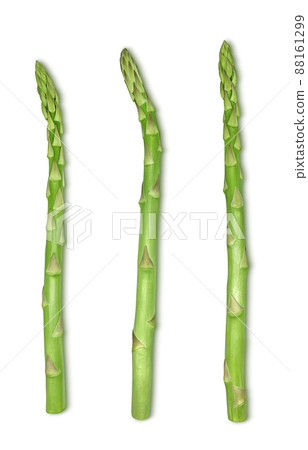 蘆筍蘆筍插圖真實套裝 88161299