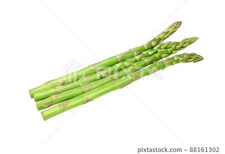蘆筍蘆筍插圖真實套裝 88161302