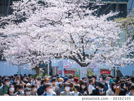 Japan's Tokyo cityscape has been lifted to prevent spread, but the 6 waves still continue in the corona wreck ... Sakura is in full bloom in Shibuya ... = March 28 88162105