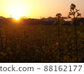 Sunset and rape blossoms Fujiwara Palace Ruins 88162177