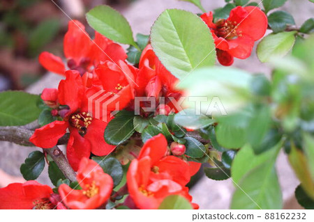 紅色模糊的花朵 88162232