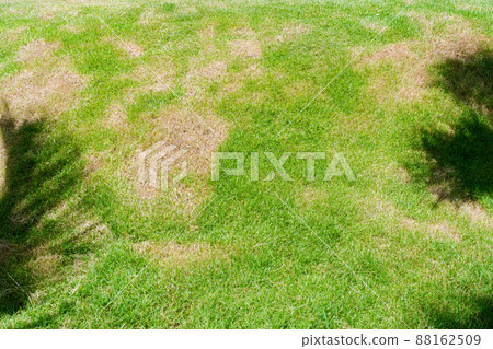 Dead grass of the nature background. a patch is caused by the destruction of fungus Rhizoctonia Solani grass leaf change from green to dead brown in a circle lawn texture background dead dry grass. 88162509