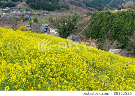愛媛縣伊予市犬寄峠的黃山 愛媛縣伊予市犬寄峠的黃山 88162526