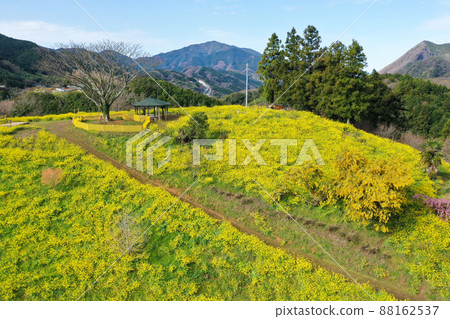 Yellow hill at Inuyori Pass, Iyo City, Ehime Prefecture Yellow hill at Inuyori Pass, Iyo City, Ehime Prefecture 88162537