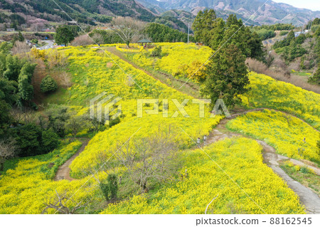 愛媛縣伊予市犬寄峠的黃山 愛媛縣伊予市犬寄峠的黃山 88162545