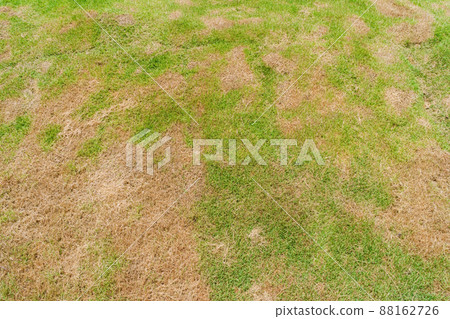 a patch is caused by the destruction of fungus Rhizoctonia Solani grass leaf change from green to dead brown in a circle lawn texture background dead dry grass. Dead grass of the nature background. 88162726