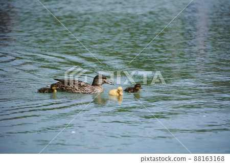 Mama duck and her ducklings swimming in the lake 88163168