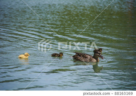 Mama duck and her ducklings swimming in the lake Mama duck and her ducklings swimming in the lake 88163169