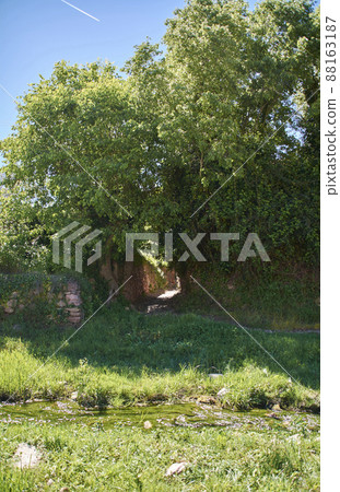 Path between trees across a quiet river 88163187