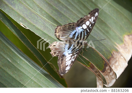 Nice multicolored butterfly perched on a leaf Nice multicolored butterfly perched on a leaf 88163206