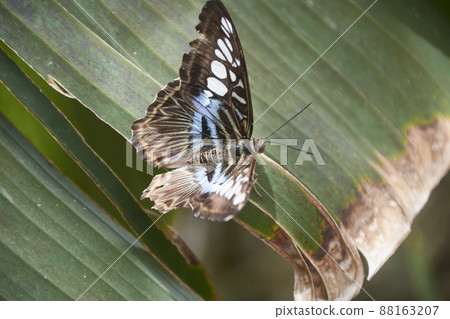 Nice multicolored butterfly perched on a leaf. Nice multicolored butterfly perched on a leaf. 88163207
