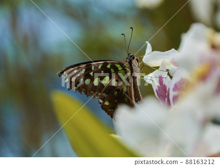 Nice multicolored butterfly perched on a flower Nice multicolored butterfly perched on a flower 88163212