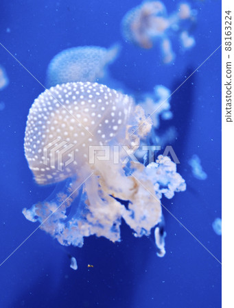 Fluorescent jellyfish on blue background, the ocean Fluorescent jellyfish on blue background, the ocean 88163224