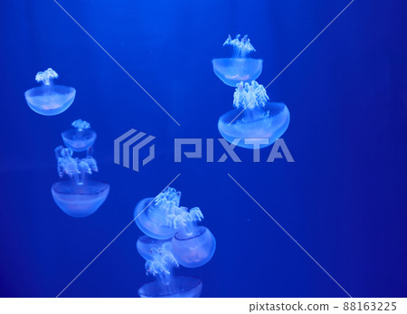 Fluorescent jellyfish on blue background, the ocean Fluorescent jellyfish on blue background, the ocean 88163225