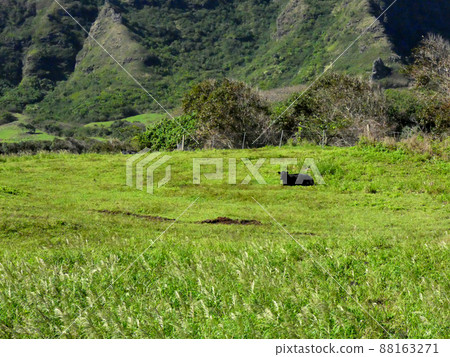 Wild cows are walking freely 88163271