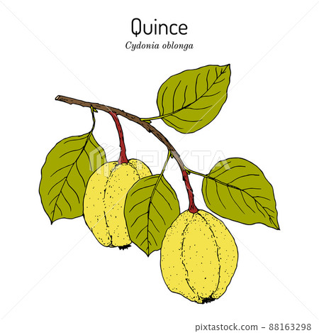 Quince Cydonia oblonga fruit tree branch Quince Cydonia oblonga fruit tree branch 88163298