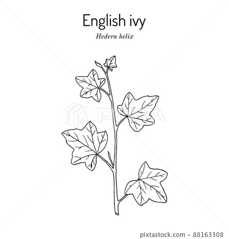 English ivy Hedera helix , ornamental and medicinal plant 88163308