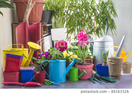 Spring gardening concept; Multicolored primula and hyacinths flowers in pots, watering cans and gardening tools on sunlight Spring gardening concept; Multicolored primula and hyacinths flowers in pots, watering cans and gardening tools on sunlight 88163326