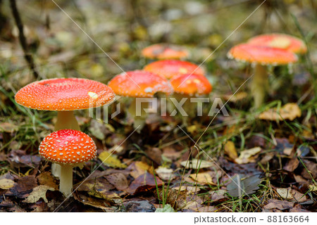 Cluster of poisonous fly agaric mushrooms growing in autumnal forest 88163664