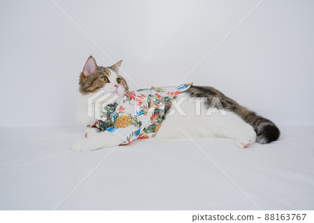 songkran and summer season concept with scottish cat wearing summer cloth and sunglasses on white background 88163767