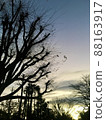冬天黎明天空和樹的剪影 88163917