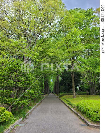 Green walking path 88164044