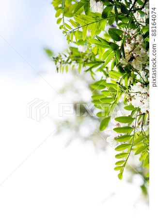 White acacia tree blooming flowers at spring. 88164074