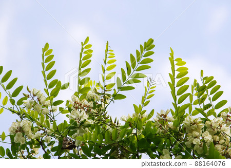 White acacia tree blooming flowers at spring. White acacia tree blooming flowers at spring. 88164076