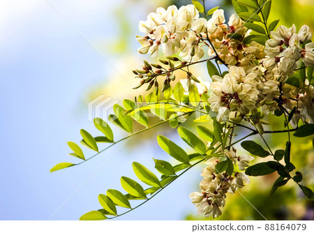 White acacia tree blooming flowers at spring. 88164079