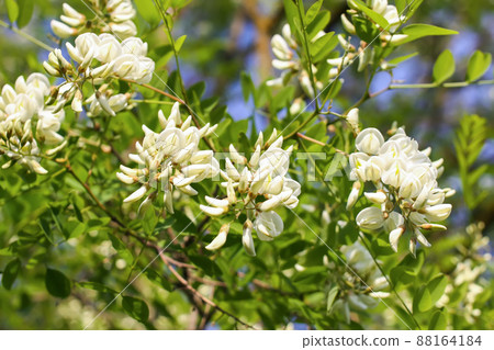 White acacia tree blooming flowers at spring. 88164184